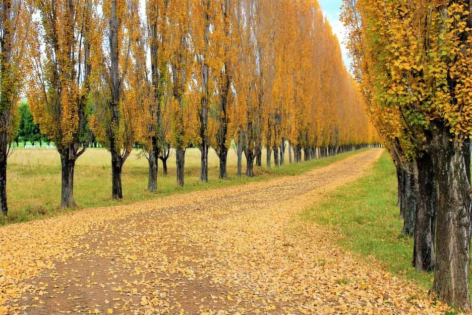 Outono, planaltos da Nova Inglaterra, Austrália puzzle online a partir de fotografia