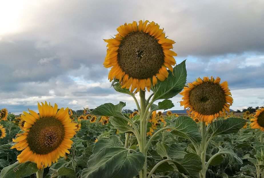 Слънчогледово поле, Дарлинг Даунс, Австралия онлайн пъзел