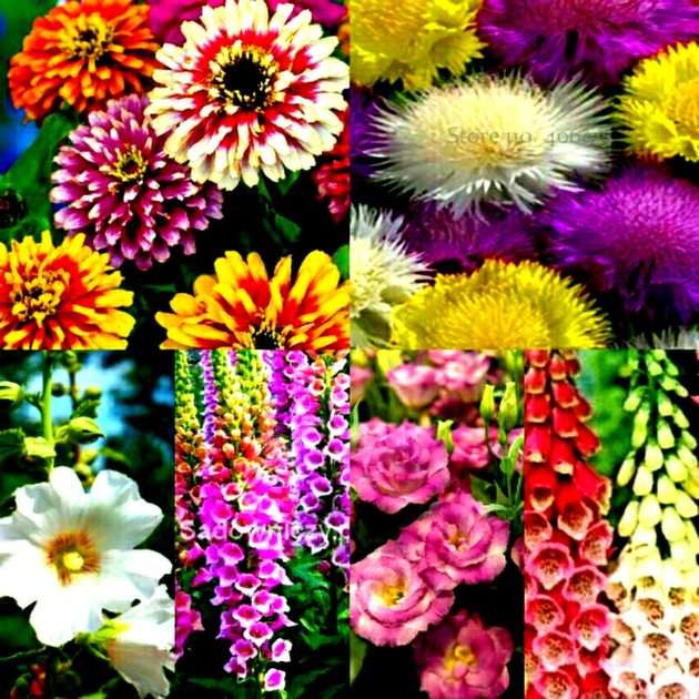 Blumen Online-Puzzle