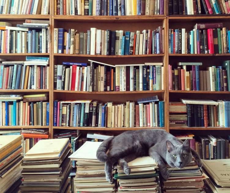 bibliotecă și pisică puzzle online din fotografie