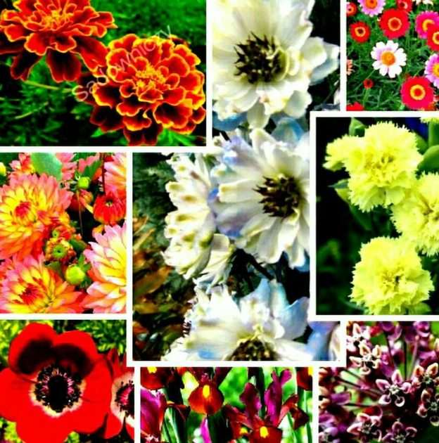 Цветя онлайн пъзел