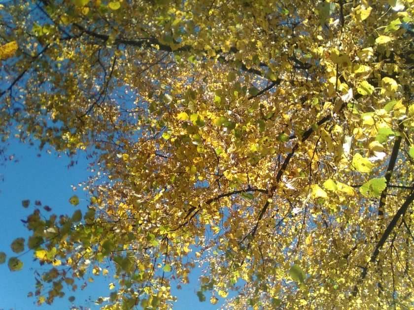 L'automne puzzle en ligne à partir d'une photo