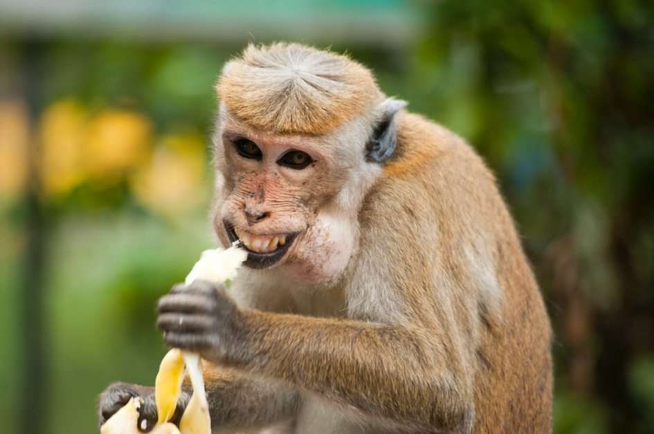 маймуна онлайн пъзел от снимка