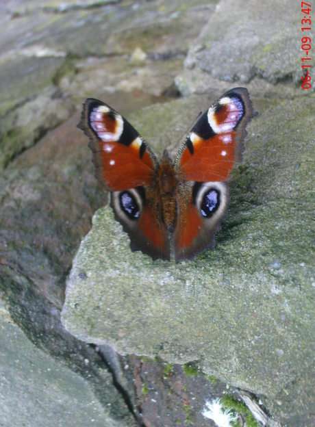 Schmetterling Online-Puzzle vom Foto
