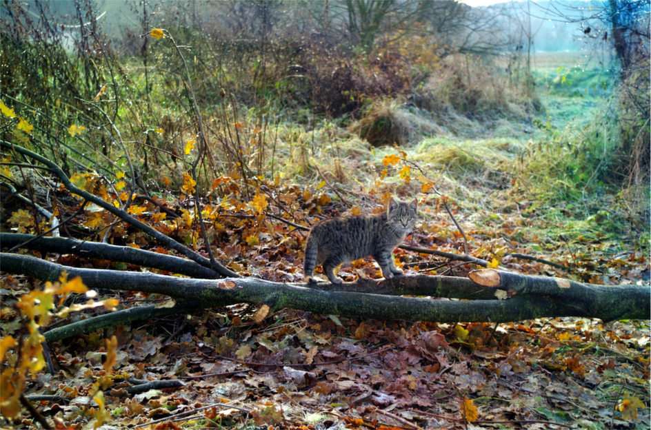 Котка по време на есенна разходка онлайн пъзел от снимка