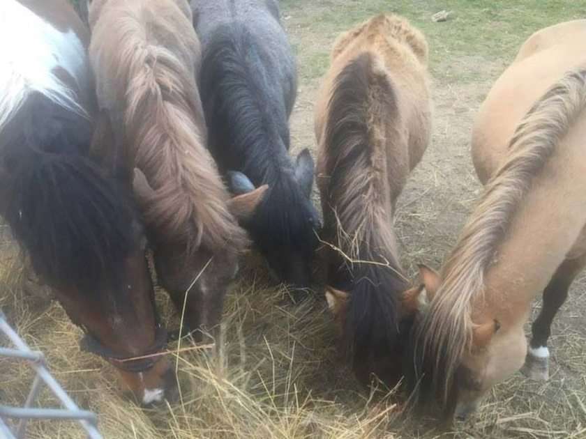 cavalos e comida puzzle online