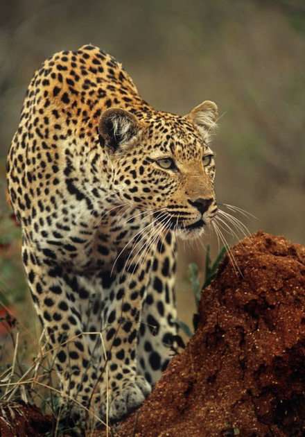 leopardo puzzle online da foto