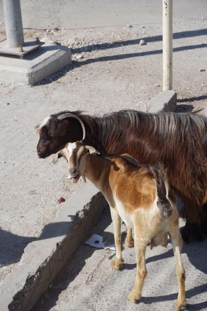 Goats online puzzle