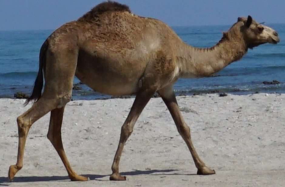 Camello rompecabezas en línea