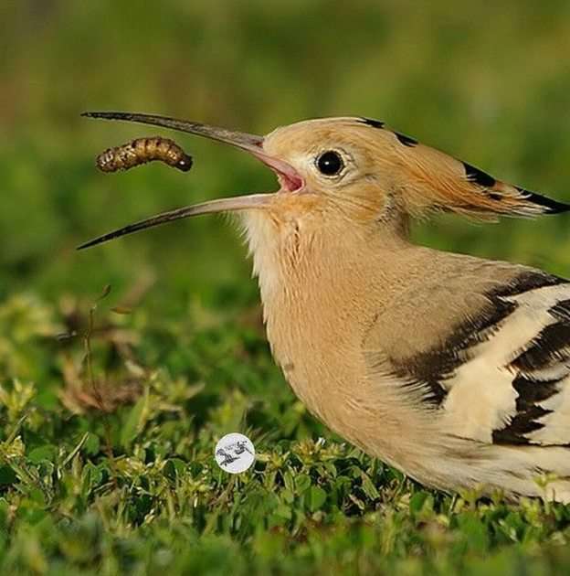 Hoopoe puzzle online from photo