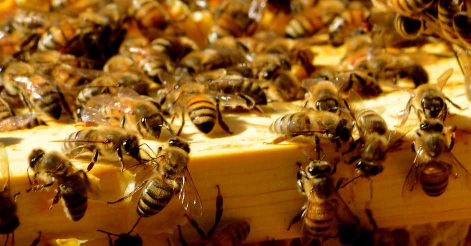 abeille puzzle en ligne à partir d'une photo