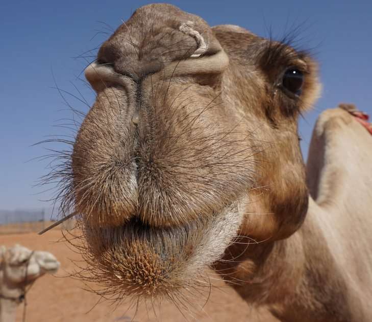 Camel puzzle online from photo