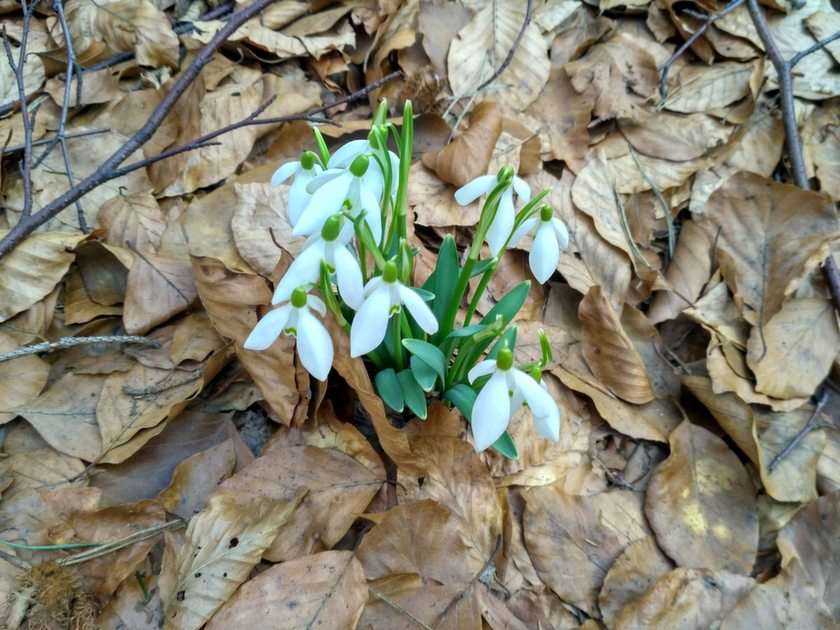 snowdrops puzzle online from photo
