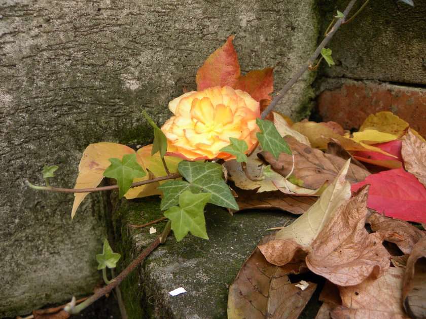 krásný podzim puzzle z fotografie