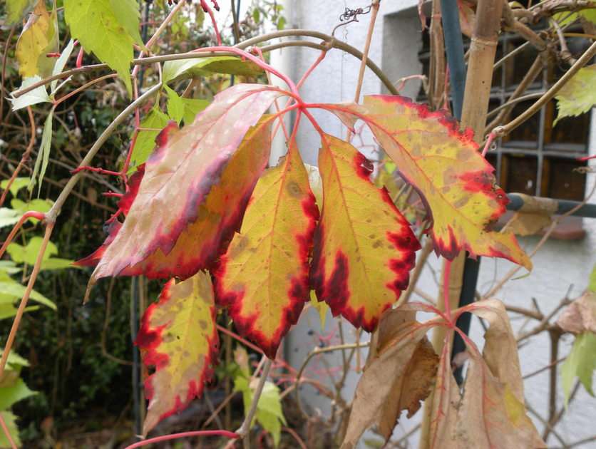 Есенно листо онлайн пъзел