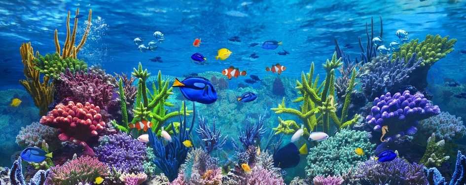 Aquarium puzzle online from photo
