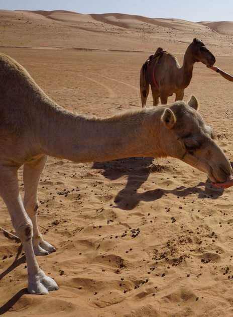 Camels puzzle online from photo