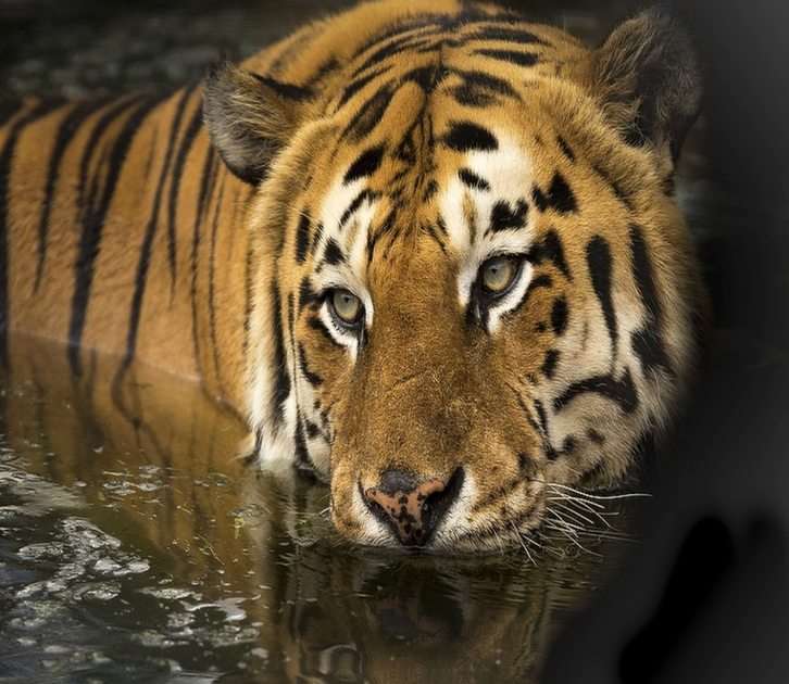 Τίγρη παζλ online από φωτογραφία