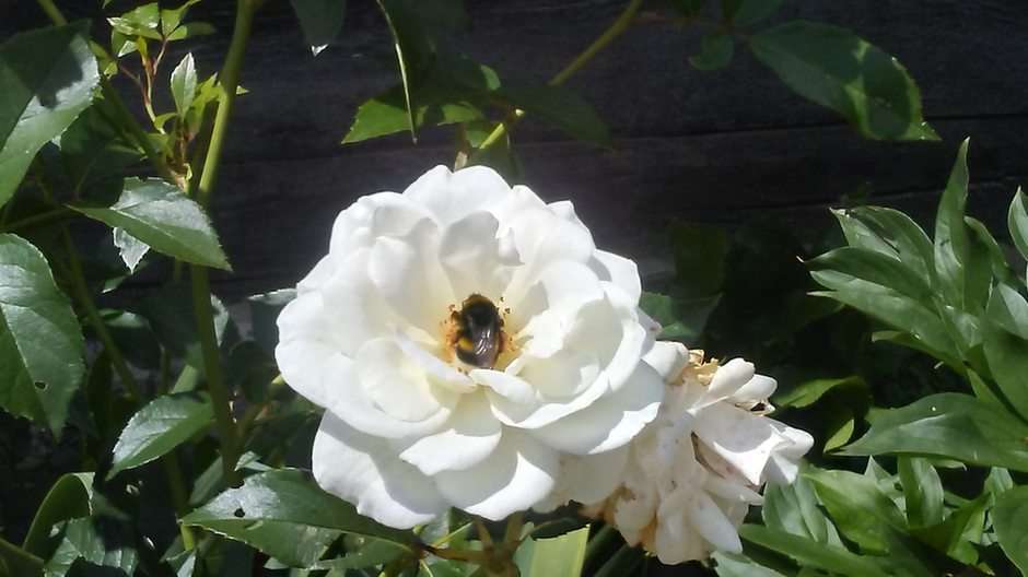 Τριαντάφυλλο και μέλισσα παζλ online από φωτογραφία