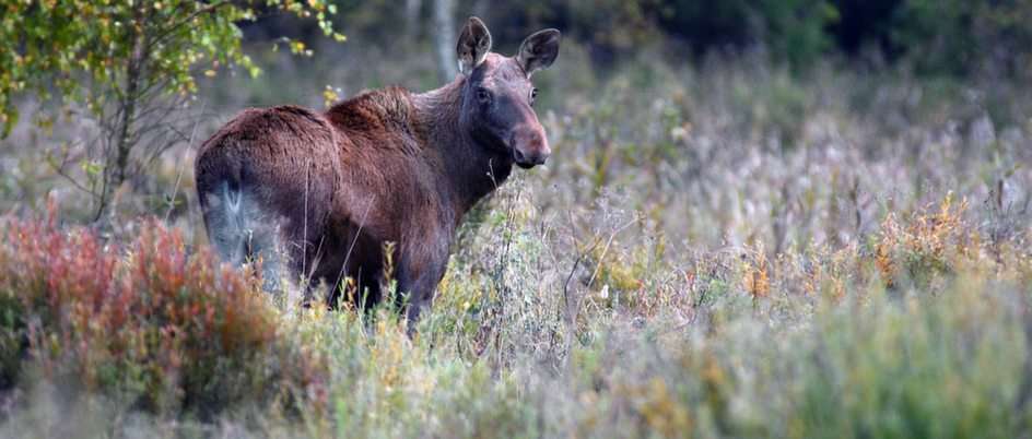 Moose online puzzle