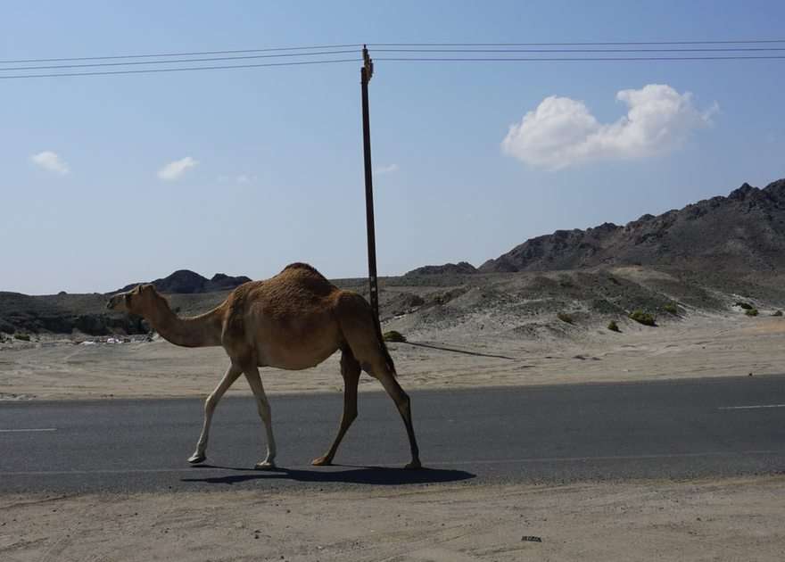 Camels puzzle online from photo