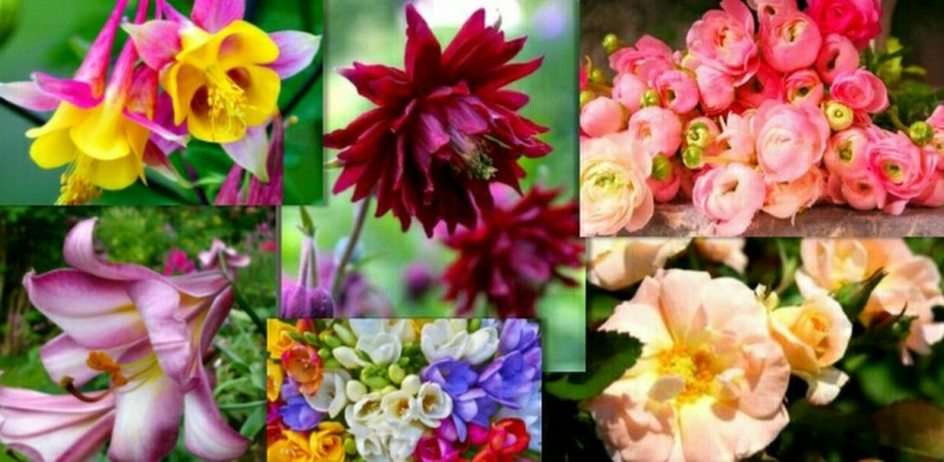 fiori puzzle online da foto