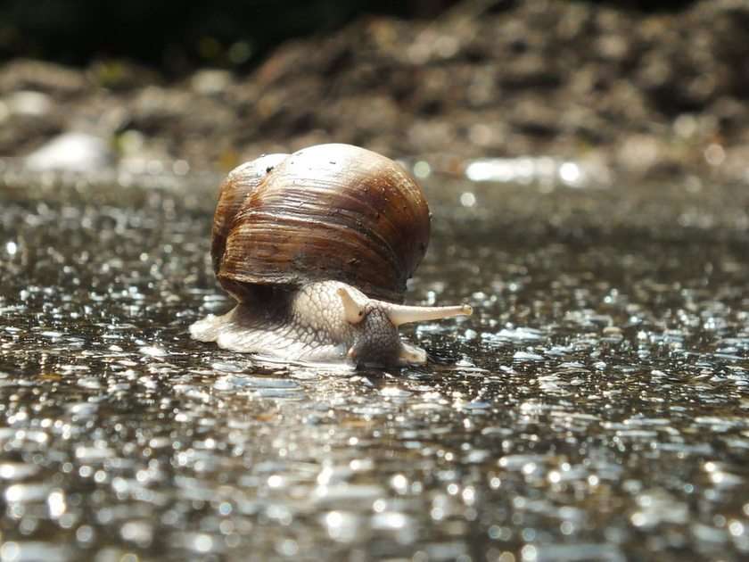 Caracol rompecabezas en línea