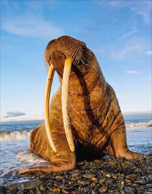 walrus online puzzel