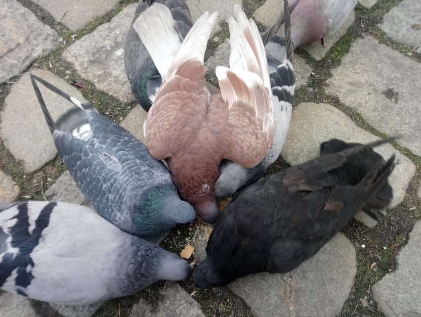 Pigeons on the market online puzzle