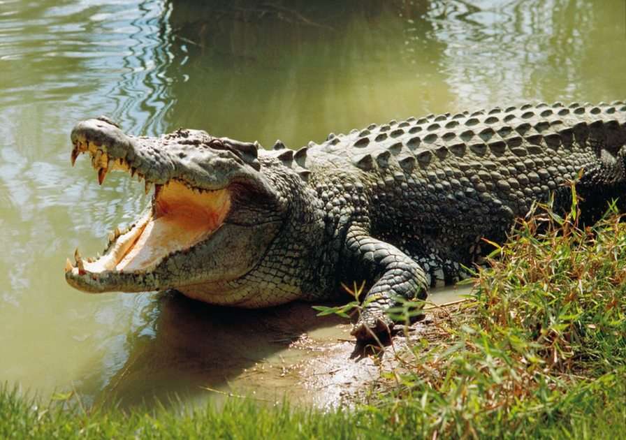 krokodil puzzle online fotóról