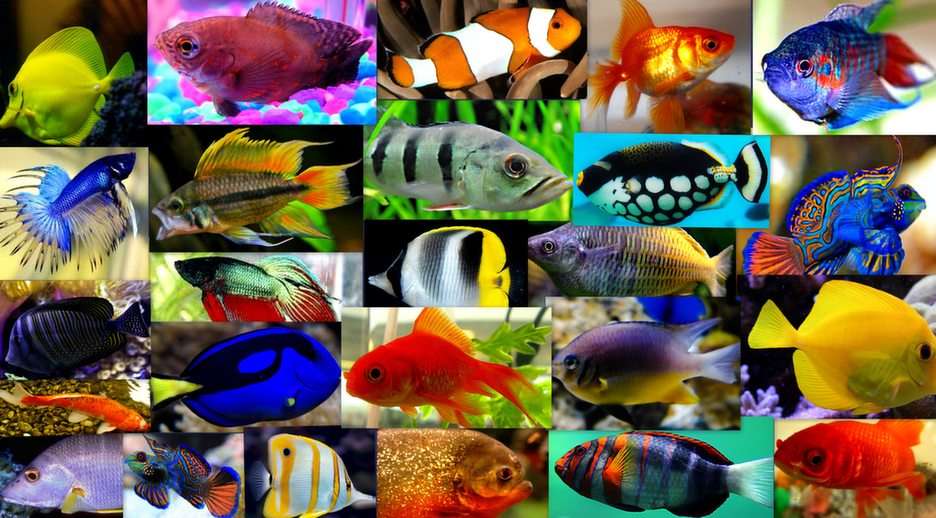 Pești de acvariu puzzle online