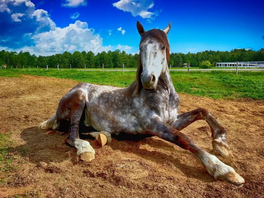 Vacker häst pussel online från foto