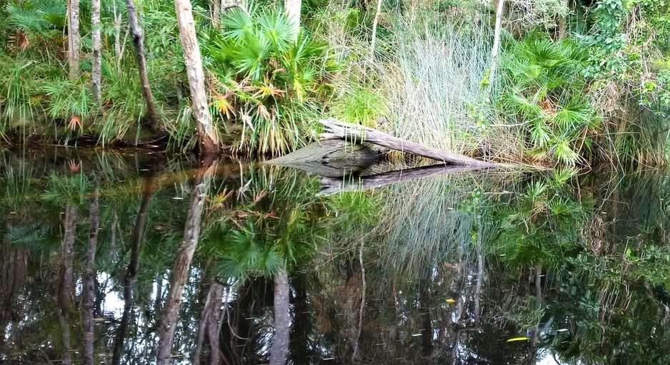 Reflections, Noosa River, QLD puzzel online van foto
