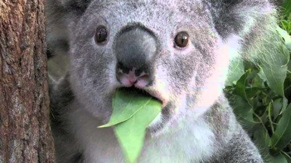 коала онлайн пазл