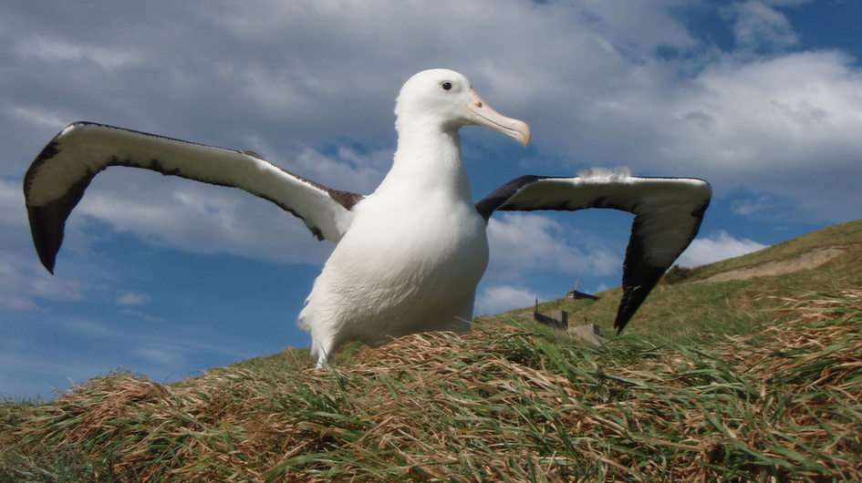 albatross legpuzzel online puzzel