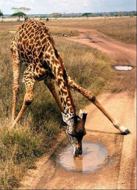 girafă însetată puzzle online din fotografie