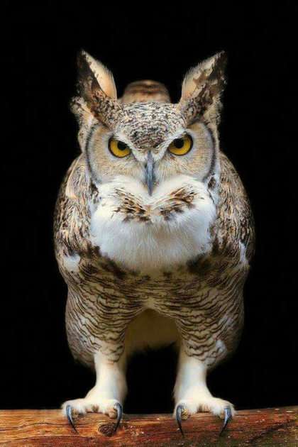 lady owl Pussel online