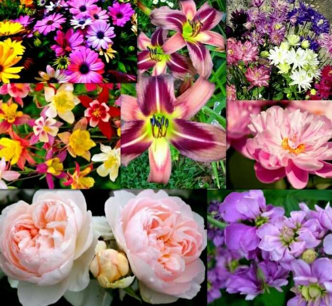 flowers puzzle online from photo
