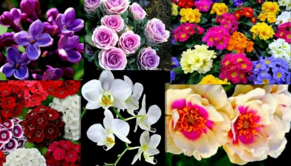 fiori puzzle online