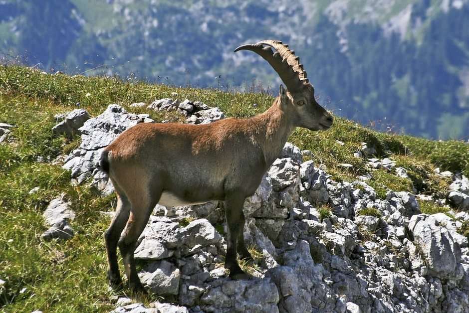 ALPS ANIMALS: THE IBEX puzzle online from photo