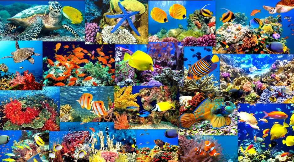 Coral reef online puzzle