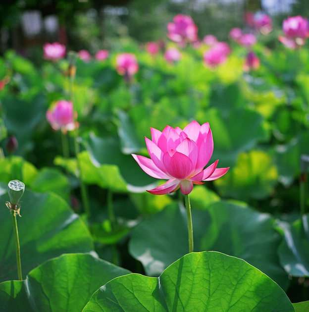 lotus online puzzle