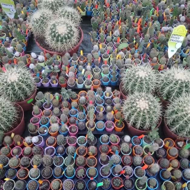 Cactussen in een winkel in het Wałbrzych palmhuis puzzel online van foto