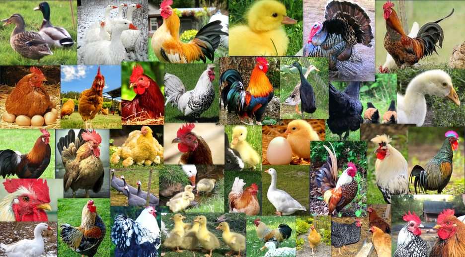 kuřata, husí kachny a krůty online puzzle