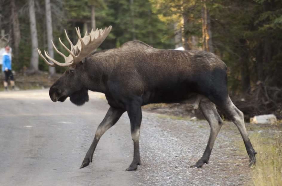 moose great someone puzzle online from photo