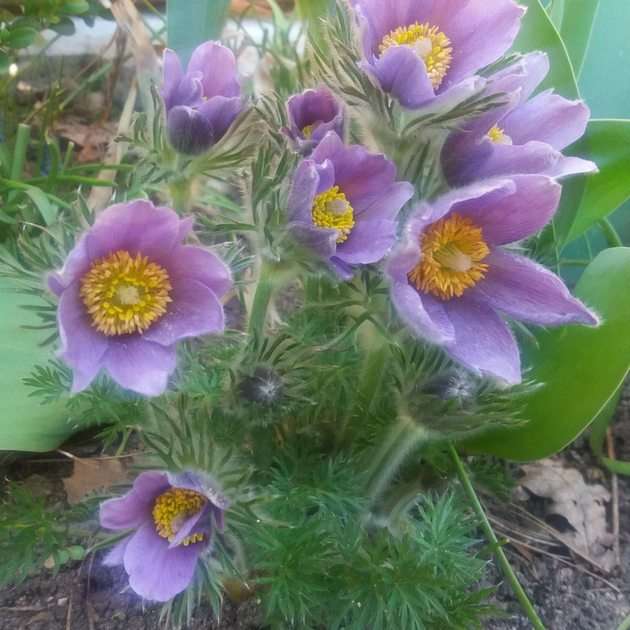 Pasque-flowers пазл онлайн из фото