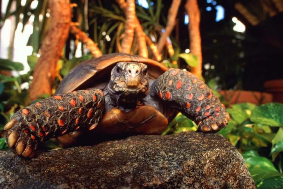 Sköldpadda Pussel online
