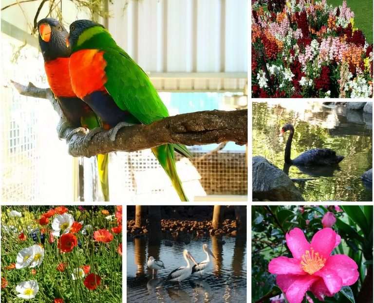 Păsări și flori puzzle online din fotografie