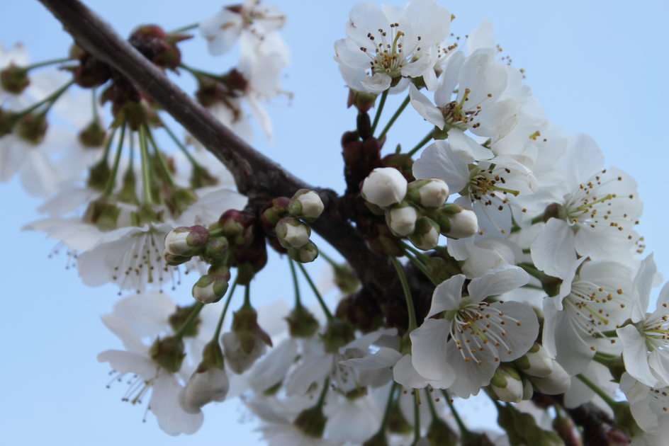 Cerejeiras em flor Pussel online
