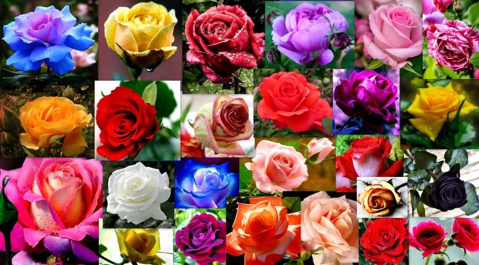 Rosas puzzle online a partir de fotografia
